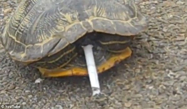 Animals smoking cigarettes