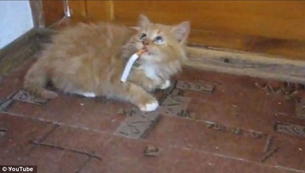 Animals smoking cigarettes