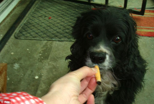 Animals smoking cigarettes
