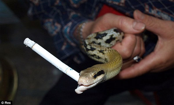 Animals smoking cigarettes