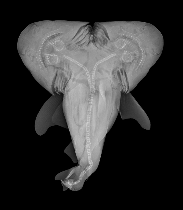 Two-Headed-Bull-Shark-An-x-ray-of-the-fetus