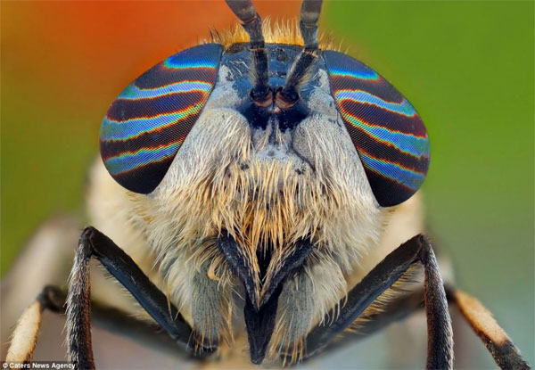 stunning close up images of flies and wasps 