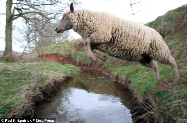 Flock-Sheep-to-Jump-Over-Hurdles