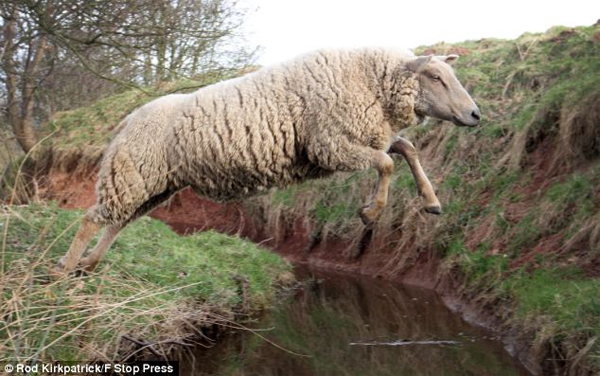 Sheep-to-Jump-Over-Hurdles