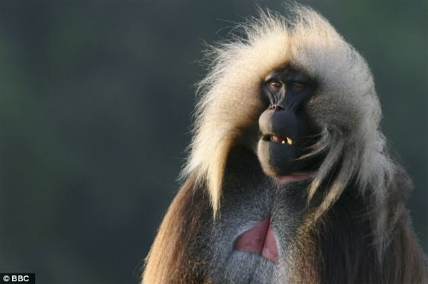 The-Ethiopian-Monkey-Produces-Voice-Like-Human