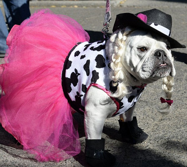 Dog-Halloween-Parade