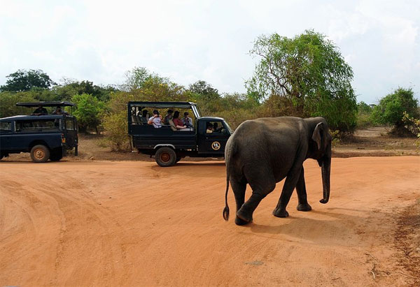 Yala National Park 