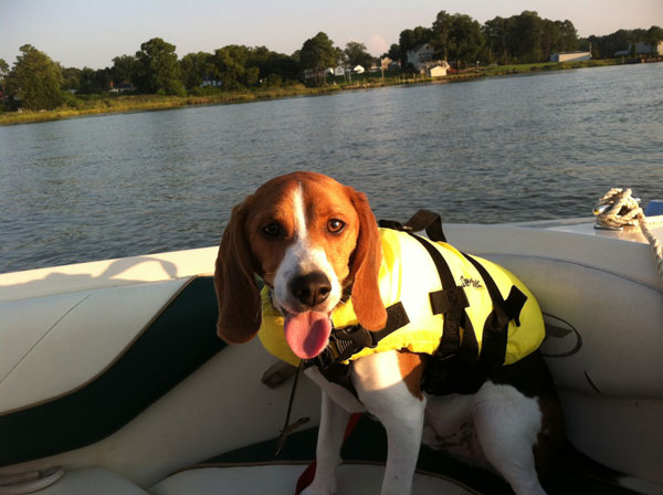 boat safety tips for pets