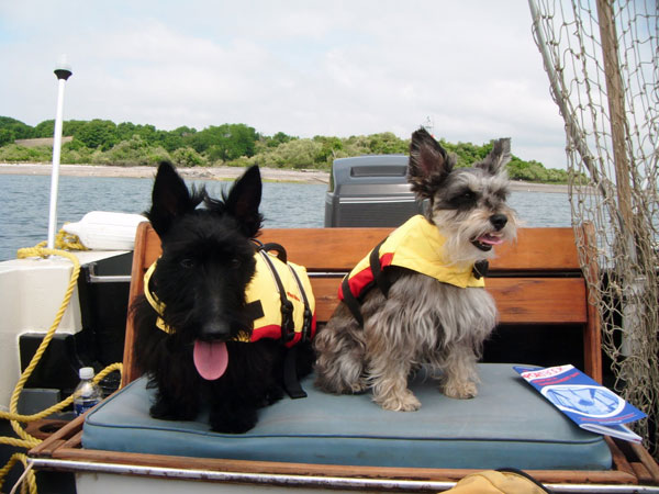 boat safety tips for pets