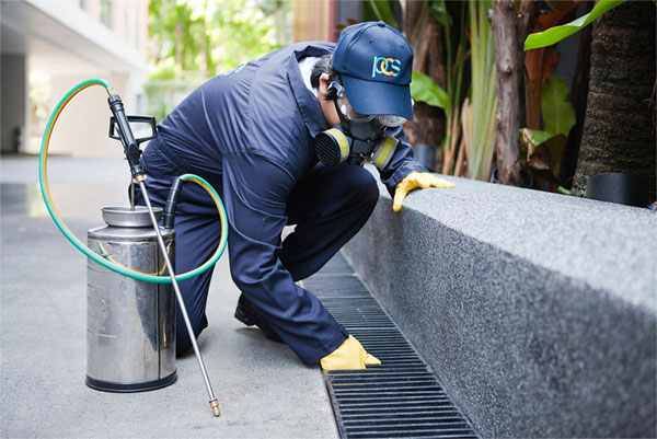 pest control experts in Brisbane