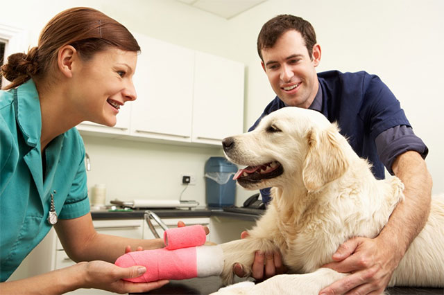 pet-health-insurance