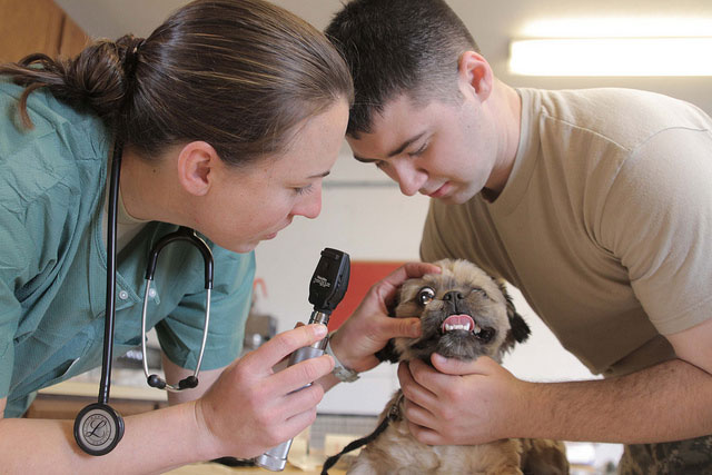pet-healthy-life