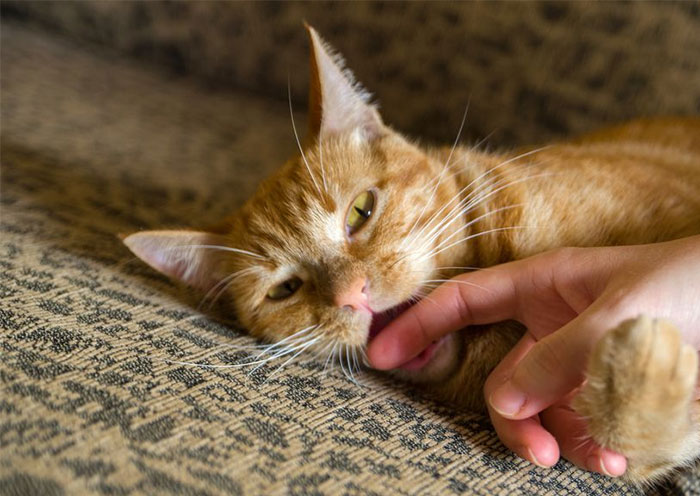 Easy Games That You Can Enjoy Playing with Your Kitten