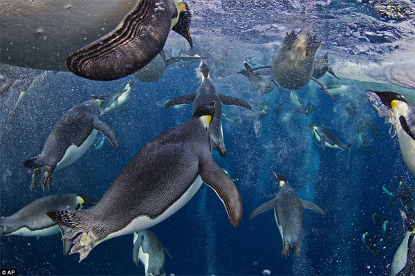 Canadian Paul Nicklen took this for National Geographic 