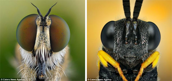 stunning close up images of flies and wasps 