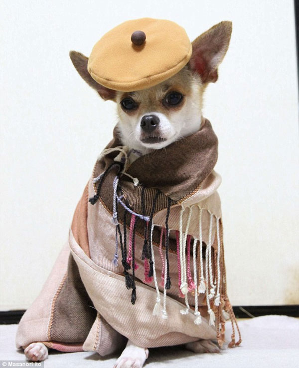Best dressed dog