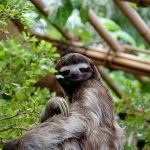 Interesting Facts about Sloths