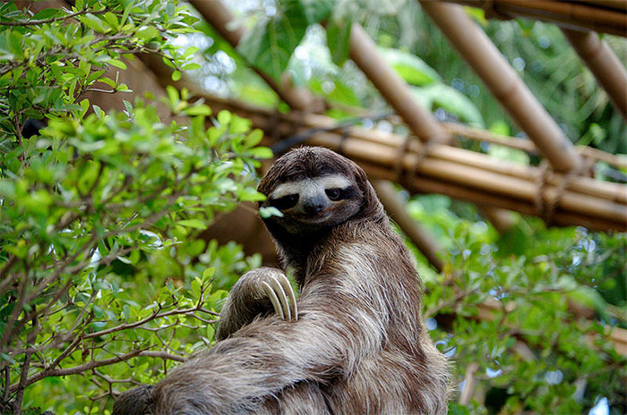 Interesting Facts about Sloths