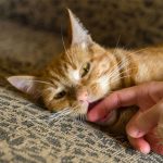 Easy Games That You Can Enjoy Playing with Your Kitten