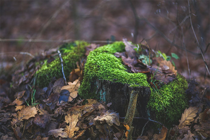 how to kill a tree stump and roots